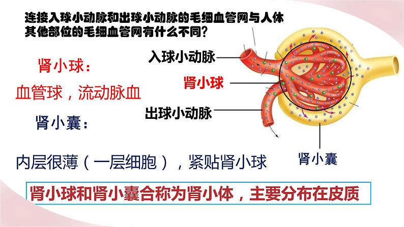 北师大版七年级生物下册课件 11.2 尿液的形成与排出07