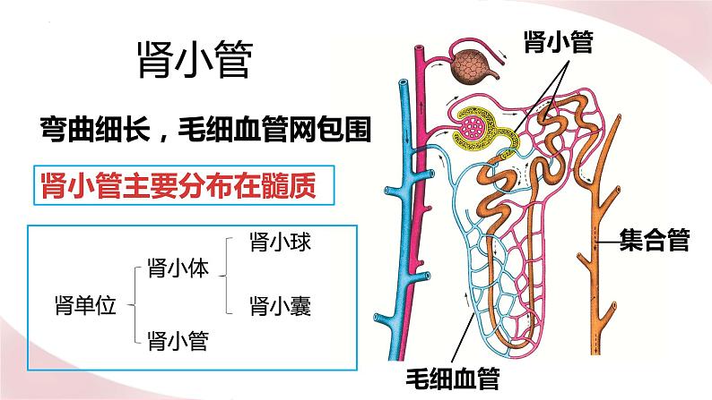 北师大版七年级生物下册课件 11.2 尿液的形成与排出08