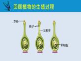 统编版七年级生物下册 第四单元 第一章 第二节 人的生殖 第一课时（课件）