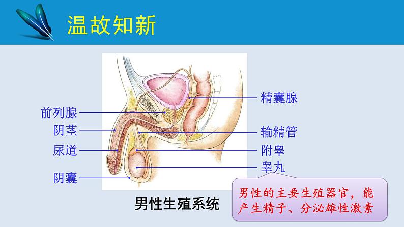 统编版七年级生物下册 第四单元 第一章 第二节 人的生殖 第二课时（课件）02