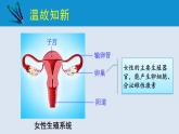 统编版七年级生物下册 第四单元 第一章 第二节 人的生殖 第二课时（课件）
