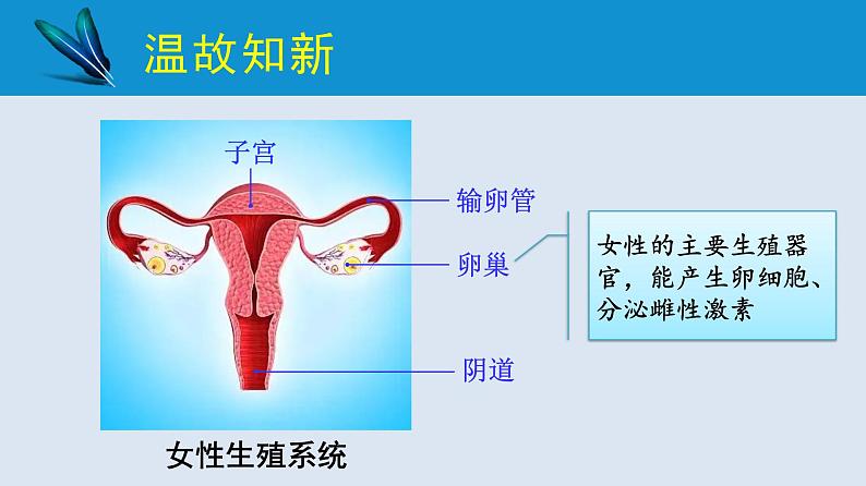 统编版七年级生物下册 第四单元 第一章 第二节 人的生殖 第二课时（课件）03