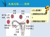 统编版七年级生物下册 第四单元 第一章 第二节 人的生殖 第二课时（课件）