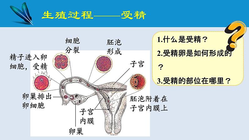 统编版七年级生物下册 第四单元 第一章 第二节 人的生殖 第二课时（课件）05