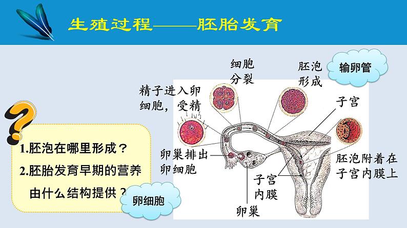 统编版七年级生物下册 第四单元 第一章 第二节 人的生殖 第二课时（课件）07