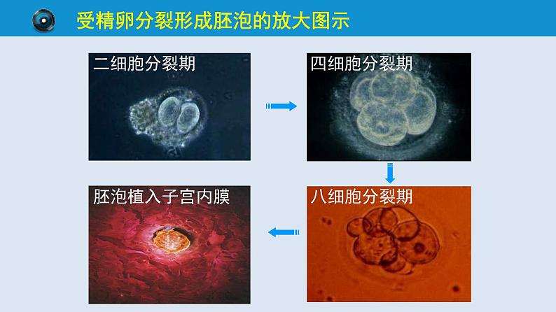 统编版七年级生物下册 第四单元 第一章 第二节 人的生殖 第二课时（课件）08