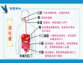 部编版七年级生物下册 第四单元 第二章 第二节 消化和吸收 第二课时（课件）