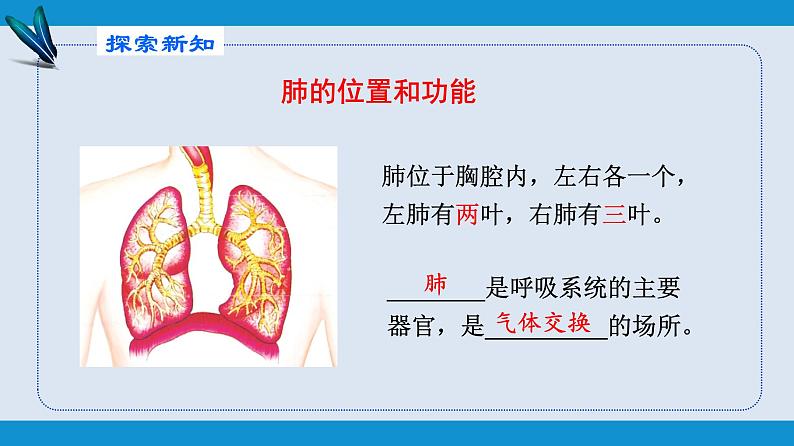 部编版七年级生物下册 第四单元 第三章 第二节 发生在肺内的气体交换（课件）第3页