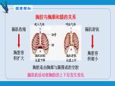 部编版七年级生物下册 第四单元 第三章 第二节 发生在肺内的气体交换（课件）