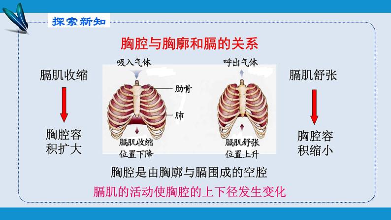 部编版七年级生物下册 第四单元 第三章 第二节 发生在肺内的气体交换（课件）第4页