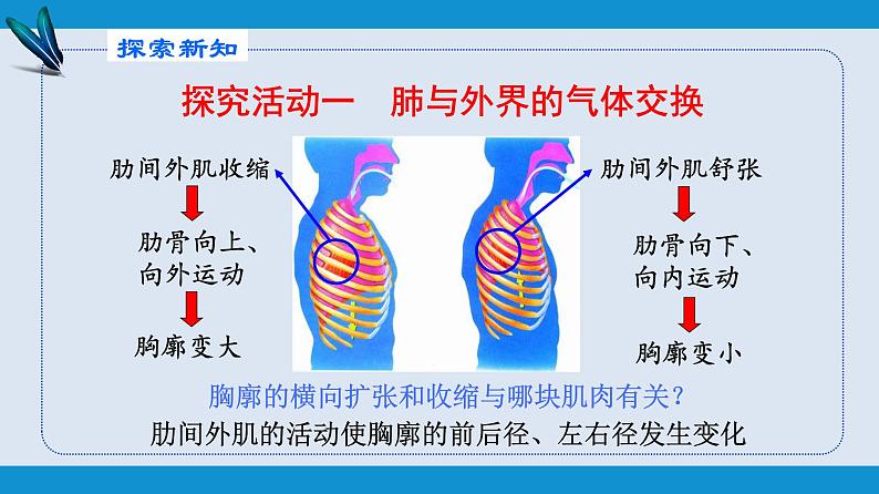 部编版七年级生物下册 第四单元 第三章 第二节 发生在肺内的气体交换（课件）第7页