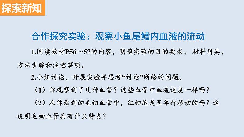 部编版七年级生物下册 第四单元 第四章 第二节 血流的管道——血管（课件）第3页