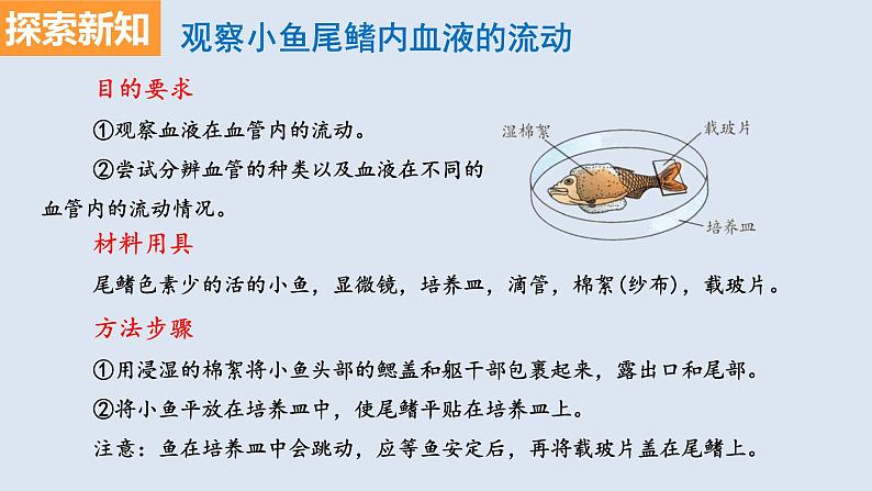 部编版七年级生物下册 第四单元 第四章 第二节 血流的管道——血管（课件）第4页