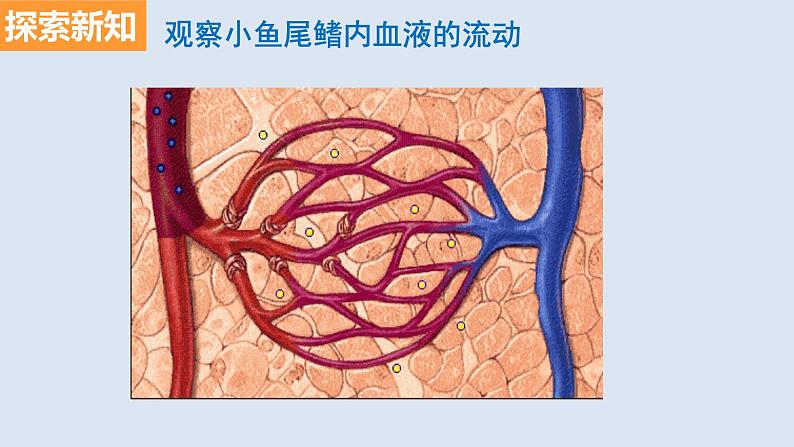 部编版七年级生物下册 第四单元 第四章 第二节 血流的管道——血管（课件）第6页