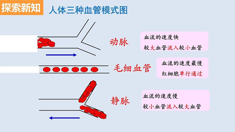 部编版七年级生物下册 第四单元 第四章 第二节 血流的管道——血管（课件）第7页