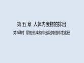 部编版七年级生物下册 第四单元 第五章 人体内废物的排出 第二课时（课件）