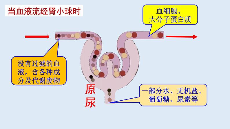 部编版七年级生物下册 第四单元 第五章 人体内废物的排出 第二课时（课件）第8页