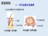 部编版七年级生物下册 第四单元 第六章 第四节 激素调节（课件）