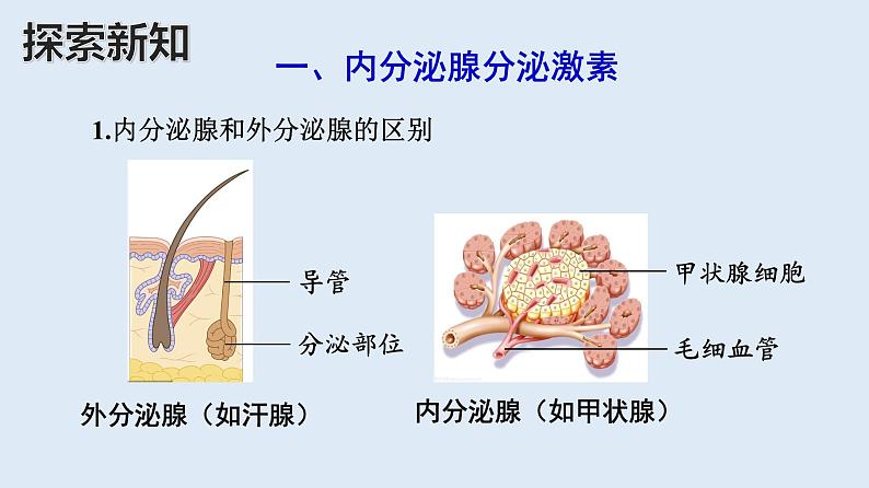 部编版七年级生物下册 第四单元 第六章 第四节 激素调节（课件）第3页