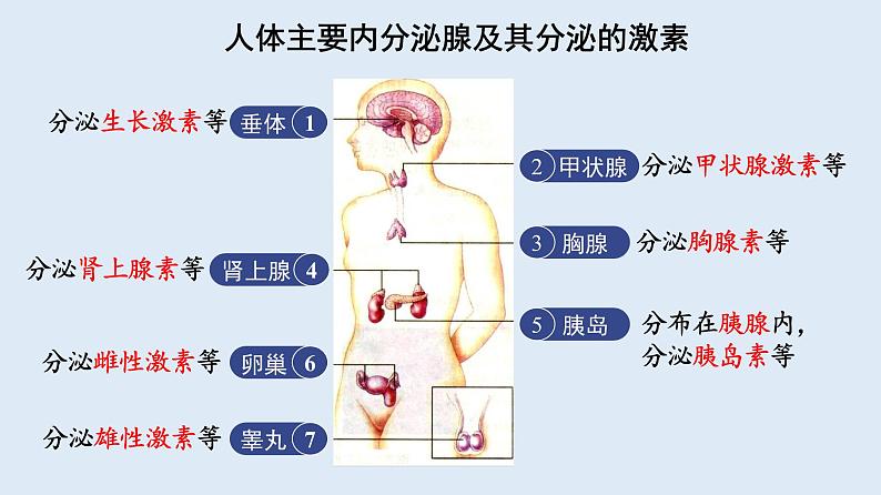 部编版七年级生物下册 第四单元 第六章 第四节 激素调节（课件）第6页