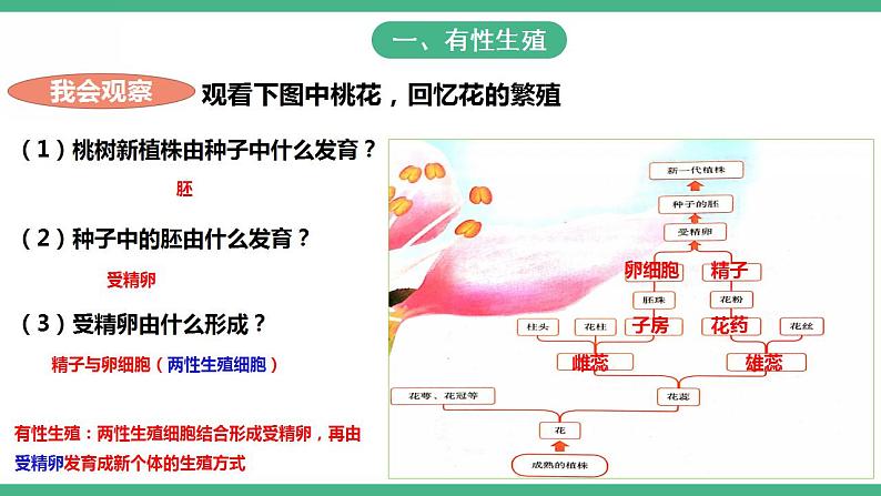 人教版生物八年级下册 7.1.1《植物的生殖》课件+视频03