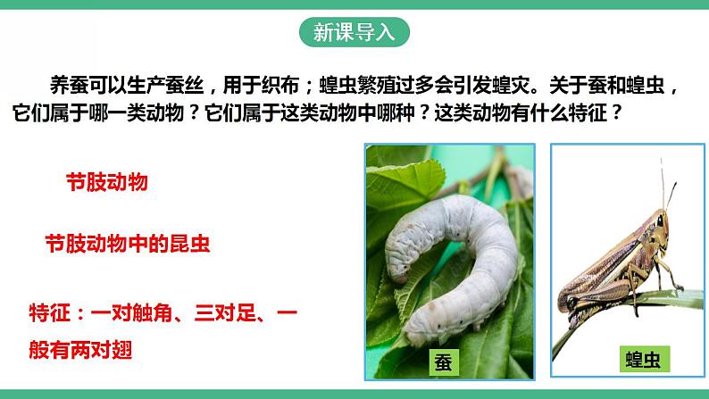 人教版生物八年级下册 7.1.2《昆虫的生殖和发育》课件+视频02