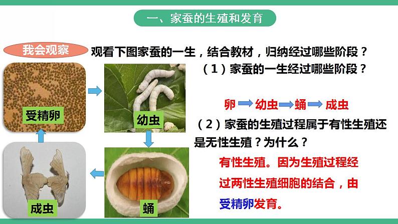 人教版生物八年级下册 7.1.2《昆虫的生殖和发育》课件+视频04