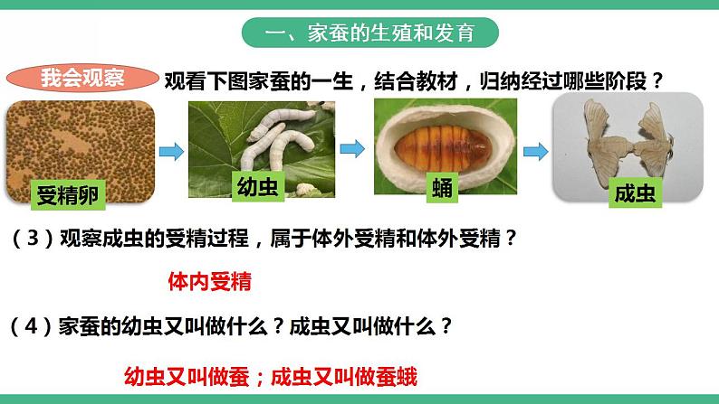 人教版生物八年级下册 7.1.2《昆虫的生殖和发育》课件+视频05