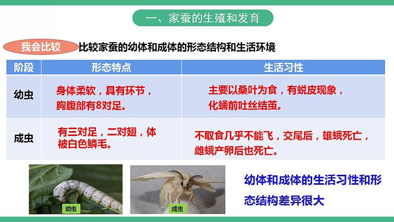 人教版生物八年级下册 7.1.2《昆虫的生殖和发育》课件+视频07