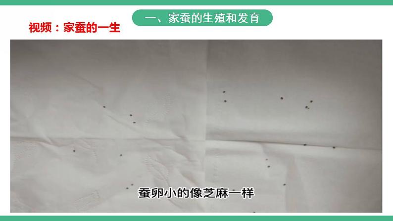 人教版生物八年级下册 7.1.2《昆虫的生殖和发育》课件+视频08