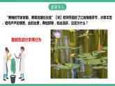 人教版生物八年级下册 7.1.3《两栖动物的生殖和发育》课件+视频