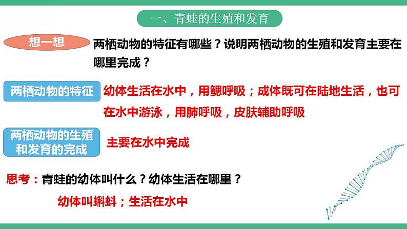 人教版生物八年级下册 7.1.3《两栖动物的生殖和发育》课件+视频03