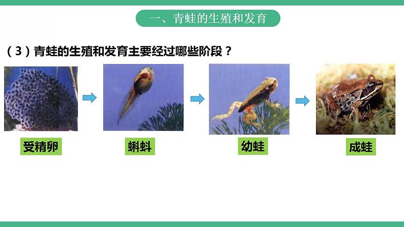 人教版生物八年级下册 7.1.3《两栖动物的生殖和发育》课件+视频07