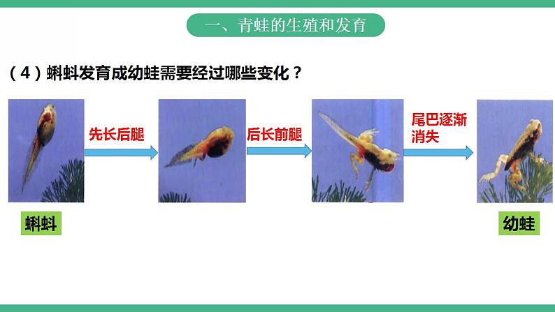 人教版生物八年级下册 7.1.3《两栖动物的生殖和发育》课件+视频08