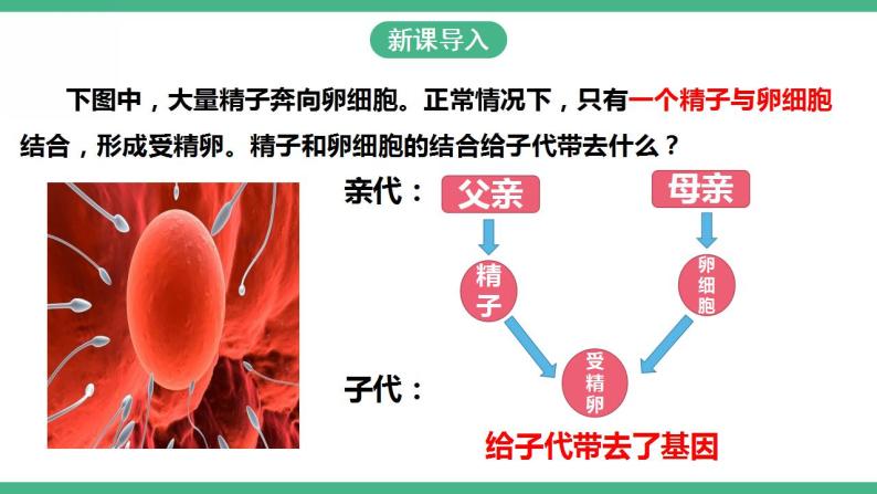 人教版生物八年级下册 7.2.2《基因在亲子代间的传递》课件+视频02