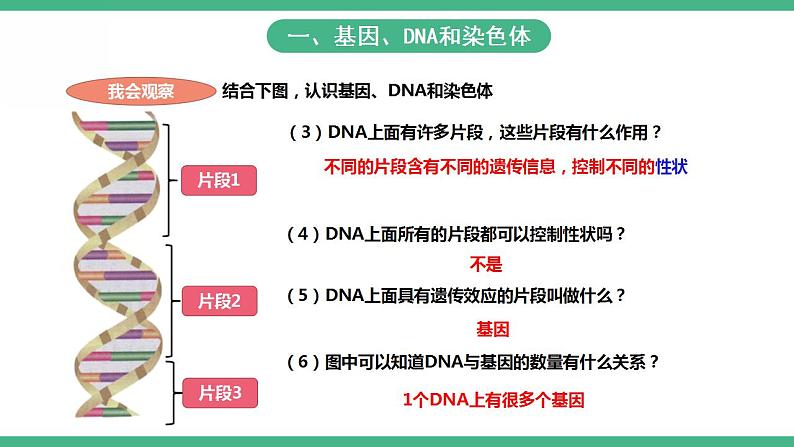 人教版生物八年级下册 7.2.2《基因在亲子代间的传递》课件+视频04