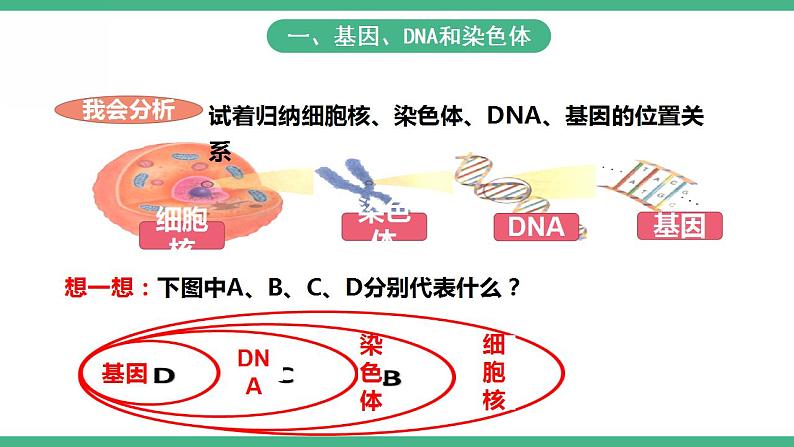 人教版生物八年级下册 7.2.2《基因在亲子代间的传递》课件+视频05