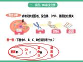 人教版生物八年级下册 7.2.2《基因在亲子代间的传递》课件+视频