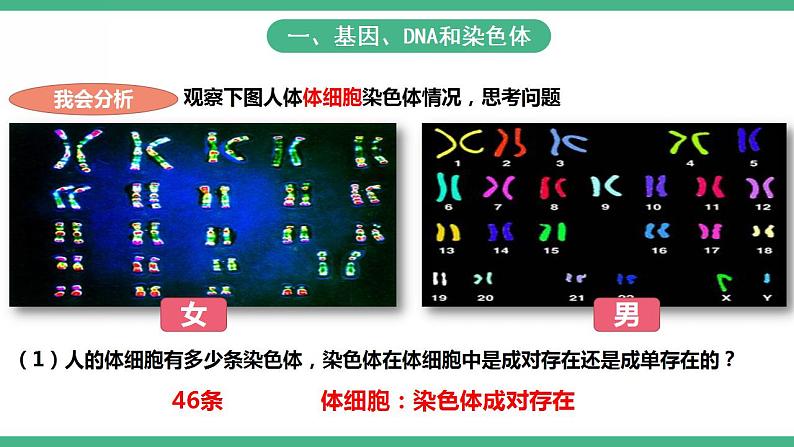 人教版生物八年级下册 7.2.2《基因在亲子代间的传递》课件+视频07