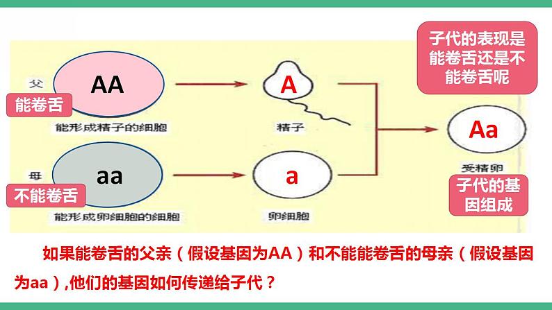 人教版生物八年级下册 7.2.3《基因的显性和隐性》课件+视频02