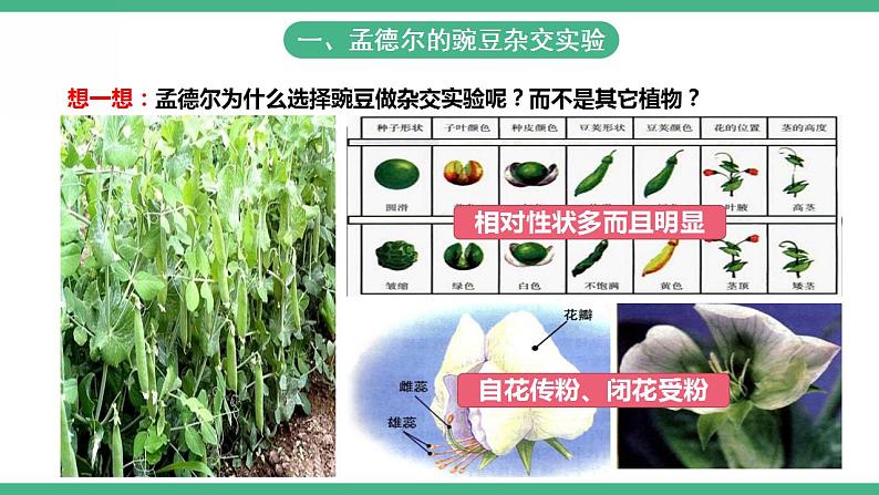 人教版生物八年级下册 7.2.3《基因的显性和隐性》课件+视频04