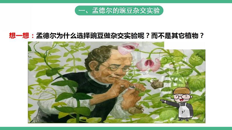 人教版生物八年级下册 7.2.3《基因的显性和隐性》课件+视频05