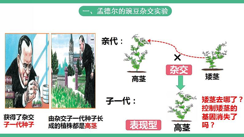 人教版生物八年级下册 7.2.3《基因的显性和隐性》课件+视频07