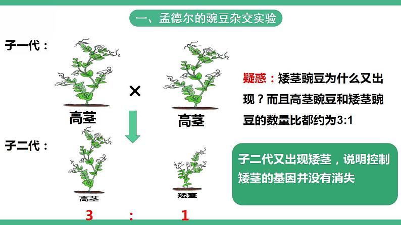 人教版生物八年级下册 7.2.3《基因的显性和隐性》课件+视频08