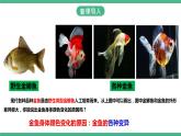 人教版生物八年级下册 7.2.5《生物的变异》课件+视频