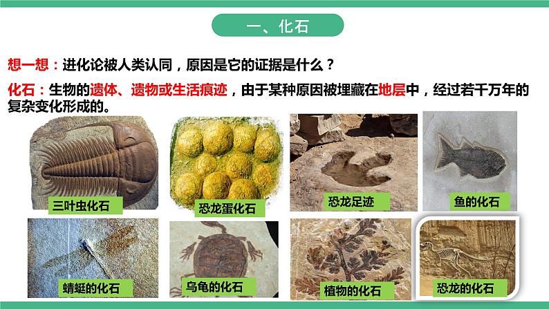 人教版生物八年级下册 7.3.2《生物进化的历程》课件+视频03