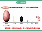 人教版生物八年级下册7.1. 4《鸟的生殖和发育》课件+视频