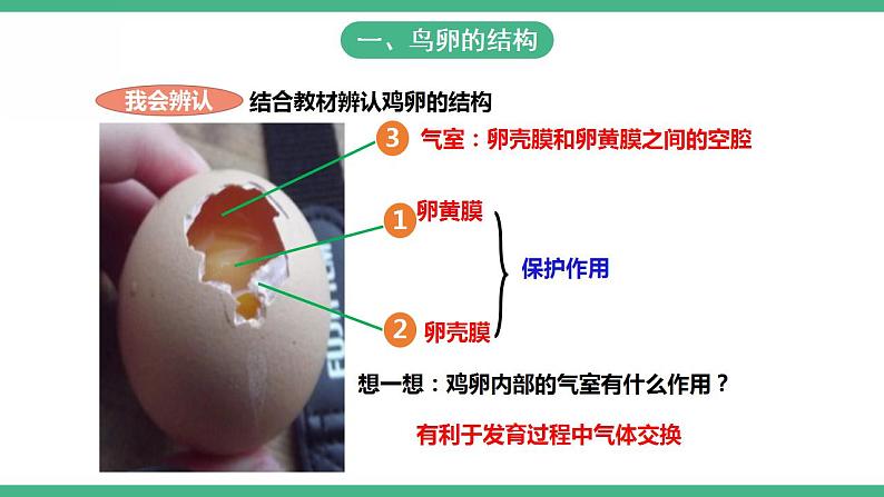 人教版生物八年级下册7.1. 4《鸟的生殖和发育》课件+视频08