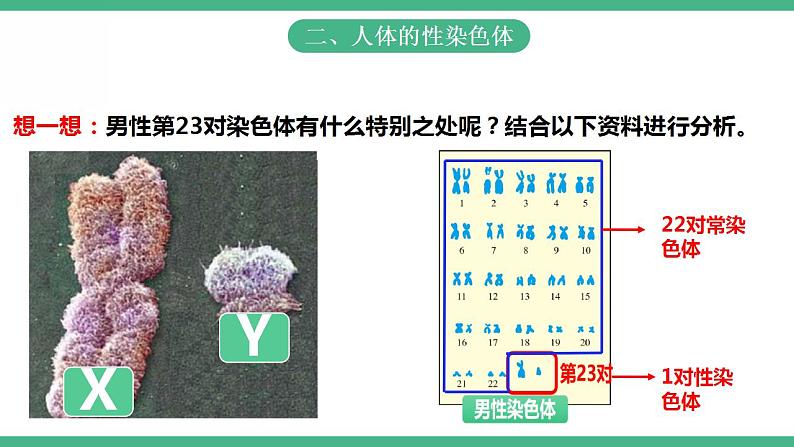 人教版生物八年级下册7.2.4《人的性别遗传》课件+视频06