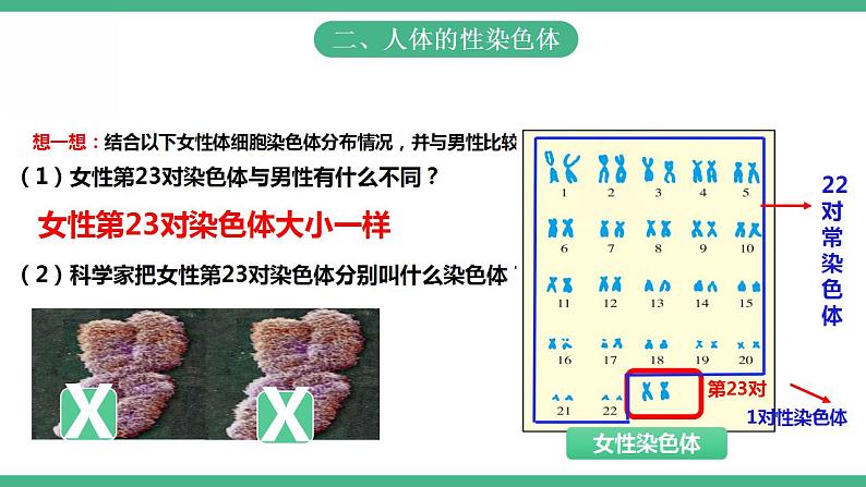 人教版生物八年级下册7.2.4《人的性别遗传》课件+视频07